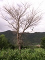 pict0151.jpg