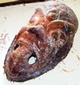dscf0088.jpg