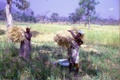 rice_bundles.jpg