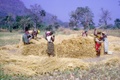 rice_harvest.jpg