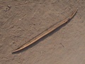 dsc00975.jpg