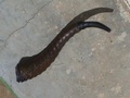 dsc01000.jpg