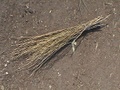 broom.jpg
