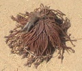 hunterhat3.jpg