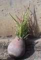 sesame_sprouts.jpg