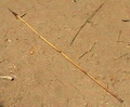spear.jpg