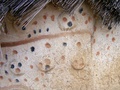 dscf1184.jpg