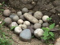 dsc00556.jpg