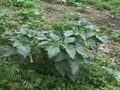 dsc00572.jpg