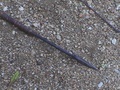 dsc00585.jpg