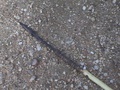 dsc00586.jpg