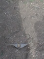 dsc00615.jpg