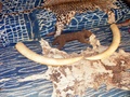 dscf2165.jpg