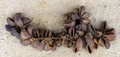 dscf0955.jpg