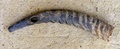 dscf0958.jpg